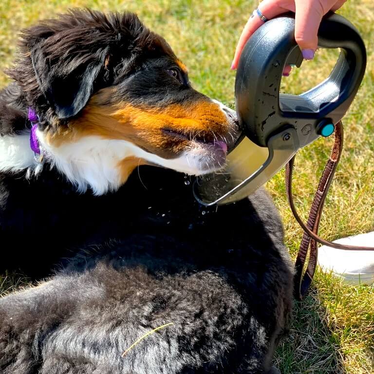 Spleash® hydration device attached to a dog leash, featuring a vibrant Arctic Teal color, designed for easy hydration and protection.